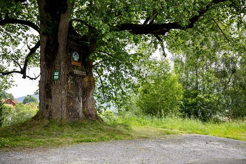 Mariazeller Linde (bearbeitet)